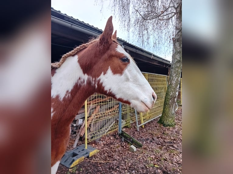 American Paint Horse Mix Stute 3 Jahre 155 cm Overo-alle-Farben in Zembschen