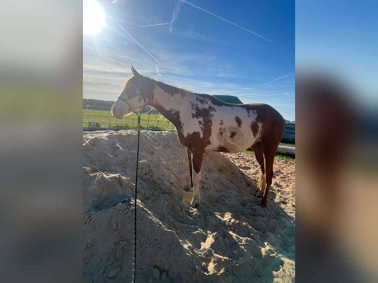 American Paint Horse Mix Stute 3 Jahre 155 cm Overo-alle-Farben in Zembschen