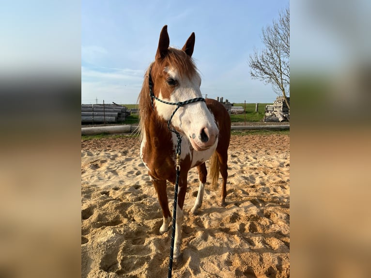 American Paint Horse Mix Stute 3 Jahre 155 cm Overo-alle-Farben in Zembschen