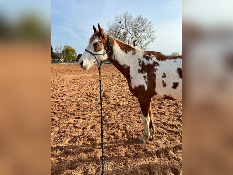 American Paint Horse Mix Stute 3 Jahre 155 cm Overo-alle-Farben in Zembschen