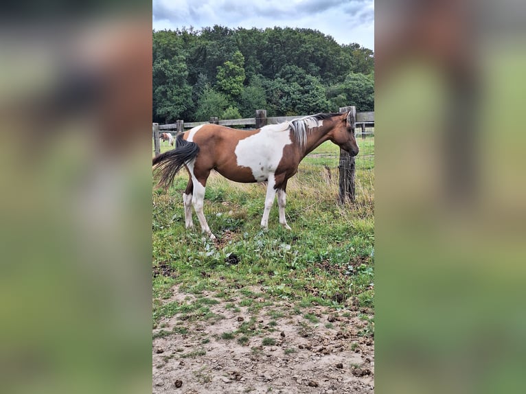 American Paint Horse Stute 3 Jahre 155 cm Tobiano-alle-Farben in Gavere