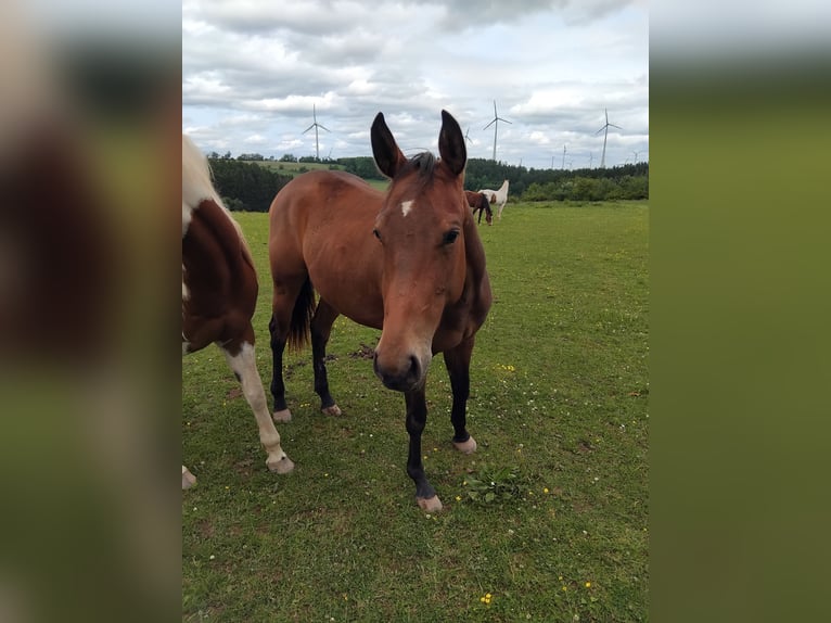 American Paint Horse Stute 3 Jahre 160 cm Dunkelbrauner in Hellenthal