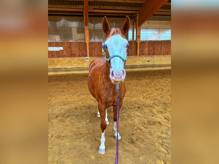 American Paint Horse Stute 3 Jahre Dunkelfuchs in Elterlein