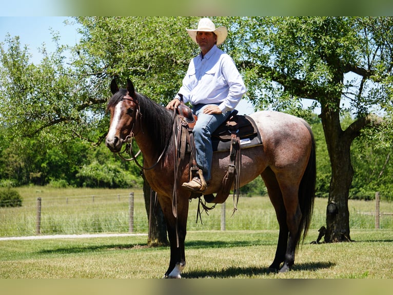 American Paint Horse Stute 3 Jahre Roan-Bay in La Porte