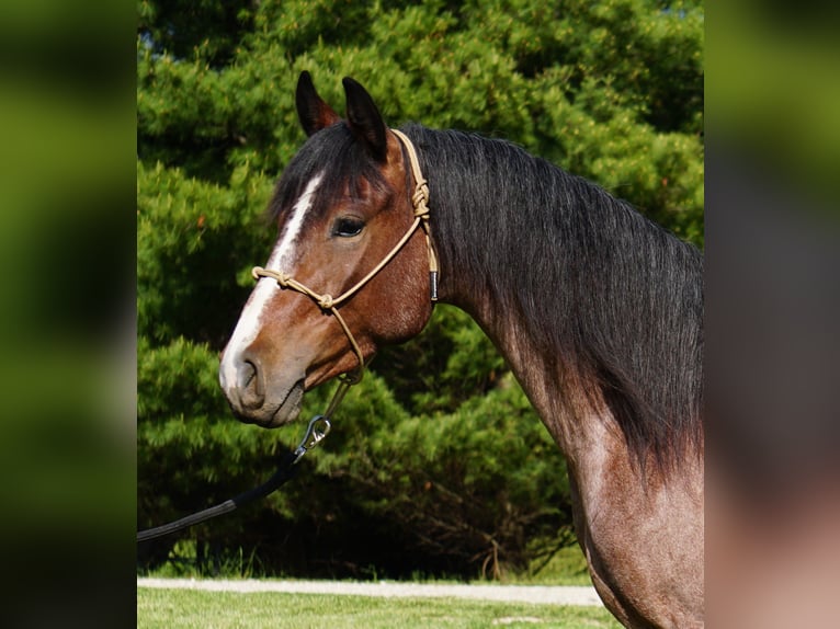 American Paint Horse Stute 3 Jahre Roan-Bay in La Porte