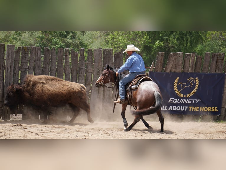 American Paint Horse Stute 3 Jahre Roan-Bay in La Porte