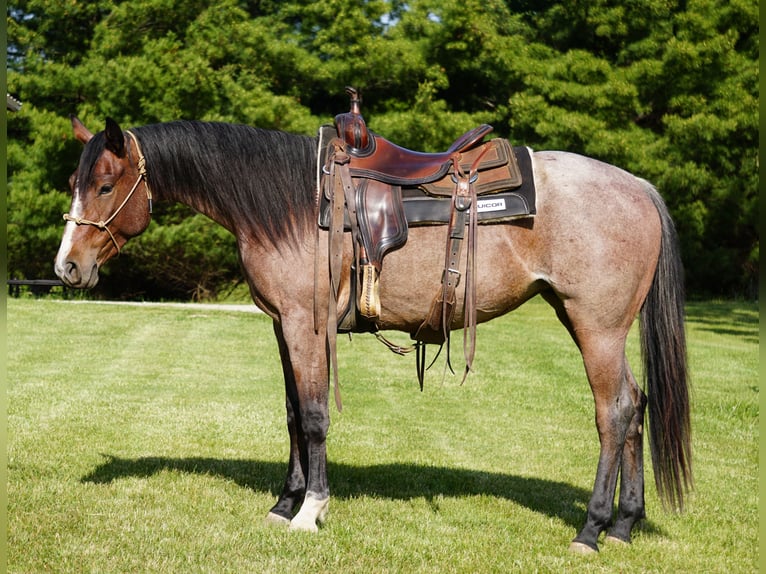 American Paint Horse Stute 3 Jahre Roan-Bay in La Porte