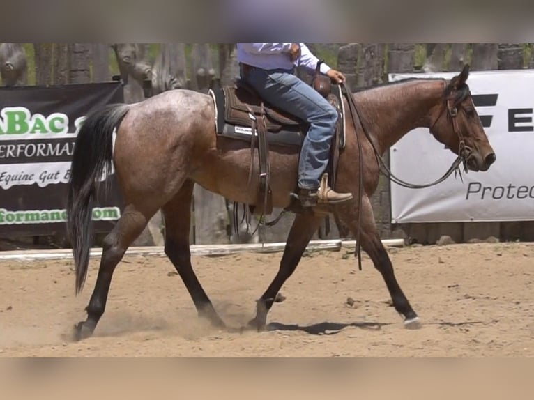 American Paint Horse Stute 3 Jahre Roan-Bay in La Porte