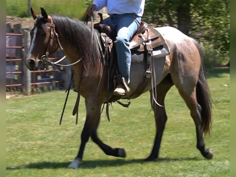 American Paint Horse Stute 3 Jahre Roan-Bay in La Porte