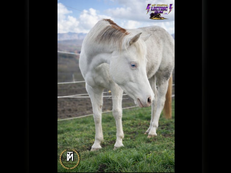 American Paint Horse Stute 3 Jahre Rotfuchs in Italy