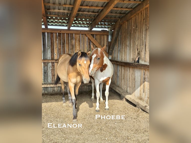 American Paint Horse Stute 3 Jahre Tobiano-alle-Farben in Rheinfelden