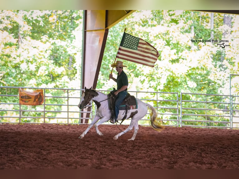 American Paint Horse Stute 4 Jahre 137 cm Schecke in Clover