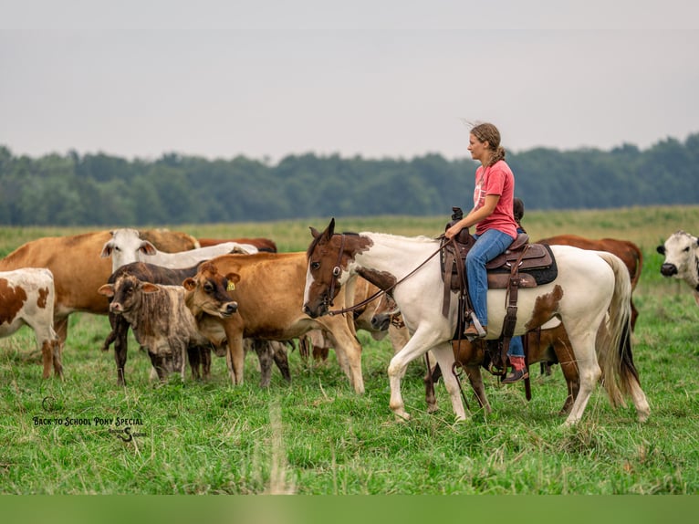 American Paint Horse Stute 4 Jahre 137 cm Schecke in Clover