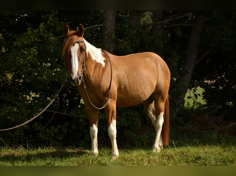 American Paint Horse Stute 4 Jahre 145 cm Tobiano-alle-Farben in Bommert