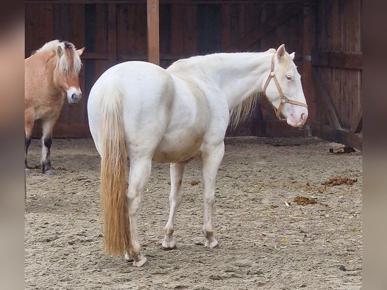 American Paint Horse Stute 4 Jahre 146 cm Schecke in Obertaufkirchen