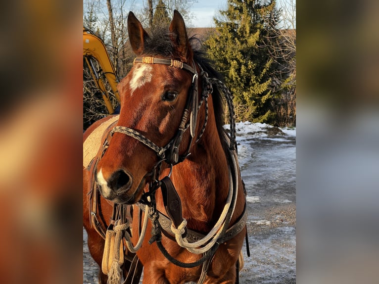 American Paint Horse Stute 4 Jahre 150 cm Brauner in Freidorf