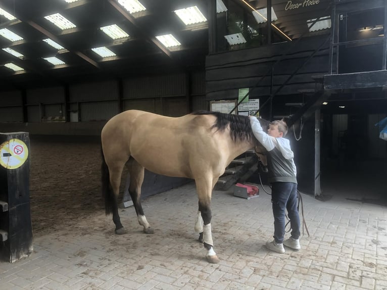 American Paint Horse Stute 4 Jahre 150 cm Buckskin in Ede