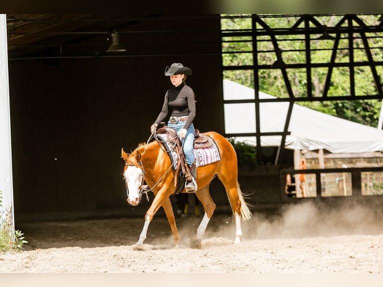 American Paint Horse Stute 4 Jahre 150 cm Fuchs in Lampertheim