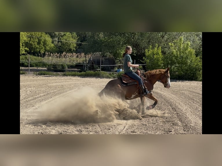 American Paint Horse Stute 4 Jahre 150 cm Fuchs in Mannheim