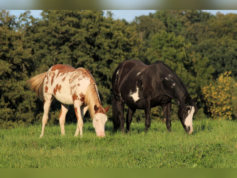 American Paint Horse Stute 4 Jahre 150 cm Overo-alle-Farben in Bautzen