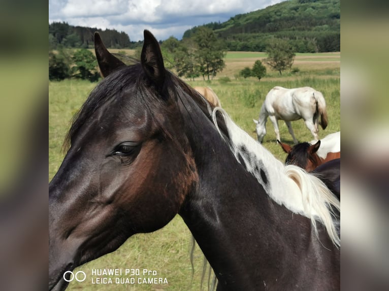 American Paint Horse Stute 4 Jahre 150 cm Tobiano-alle-Farben in betteldorf