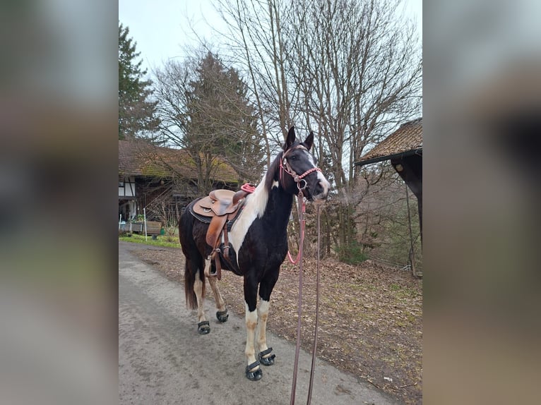 American Paint Horse Stute 4 Jahre 150 cm Tobiano-alle-Farben in Matzingen
