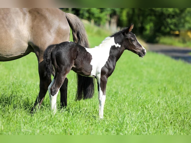 American Paint Horse Stute 4 Jahre 150 cm Tobiano-alle-Farben in Matzingen