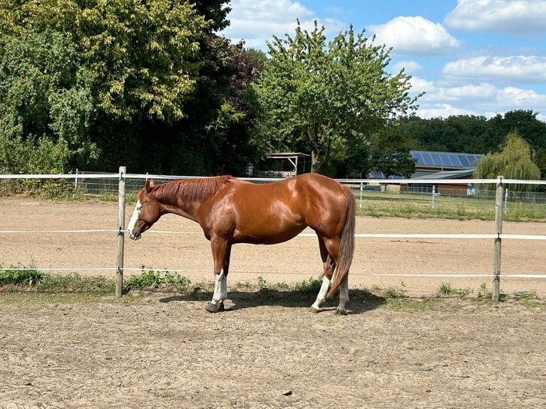 American Paint Horse Stute 4 Jahre 151 cm Fuchs in Lüdinghausen