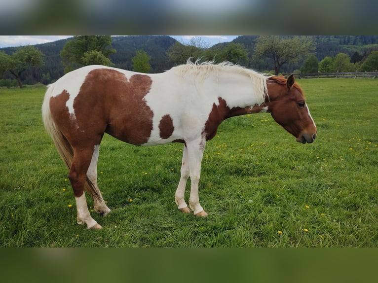 American Paint Horse Stute 4 Jahre 155 cm Fuchs in Lučivná