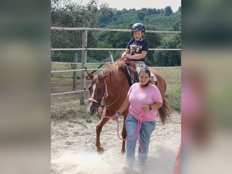 American Paint Horse Stute 4 Jahre 155 cm Fuchs in Thodure