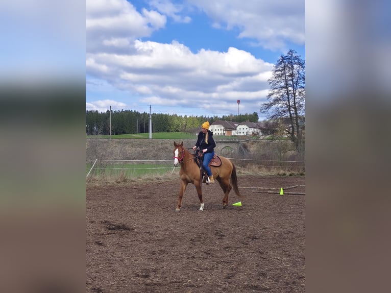 American Paint Horse Stute 4 Jahre 155 cm Red Dun in Kefermarkt