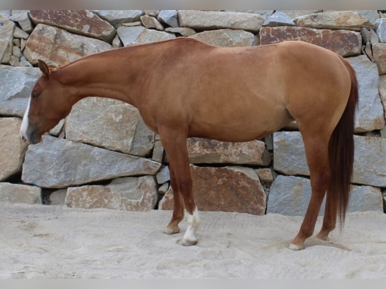 American Paint Horse Stute 4 Jahre 155 cm Red Dun in Kefermarkt