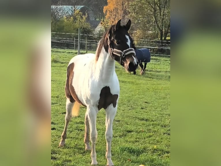 American Paint Horse Stute 4 Jahre 155 cm Schecke in Laubach