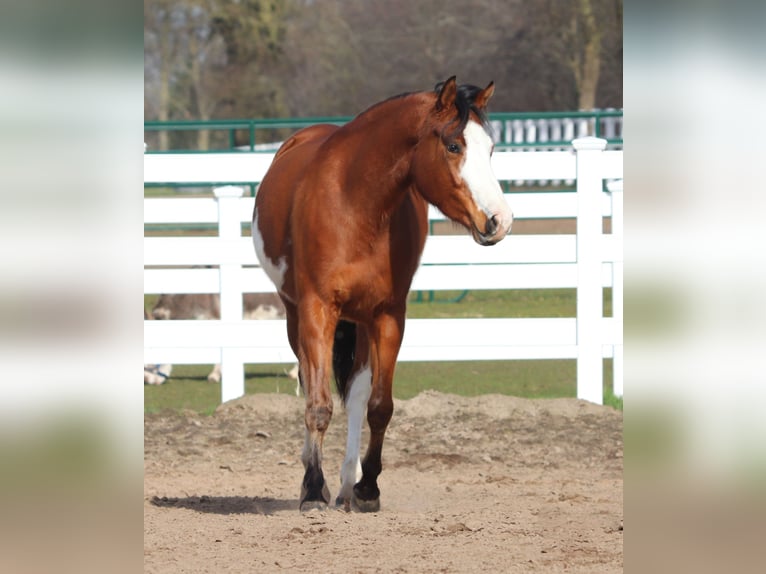 American Paint Horse Mix Stute 4 Jahre 155 cm Tobiano-alle-Farben in Oberhausen
