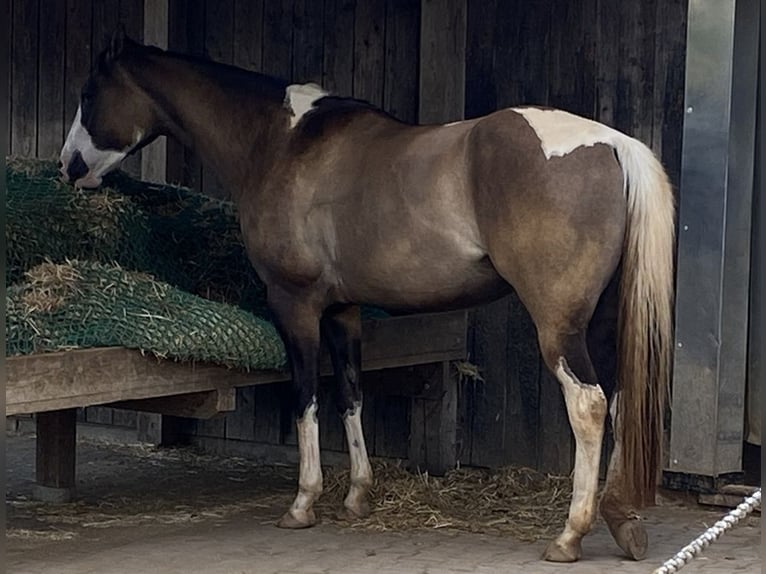 American Paint Horse Stute 4 Jahre 156 cm Grullo in Ellwangen (Jagst)