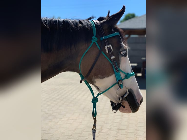 American Paint Horse Stute 4 Jahre 156 cm Grullo in Ellwangen (Jagst)