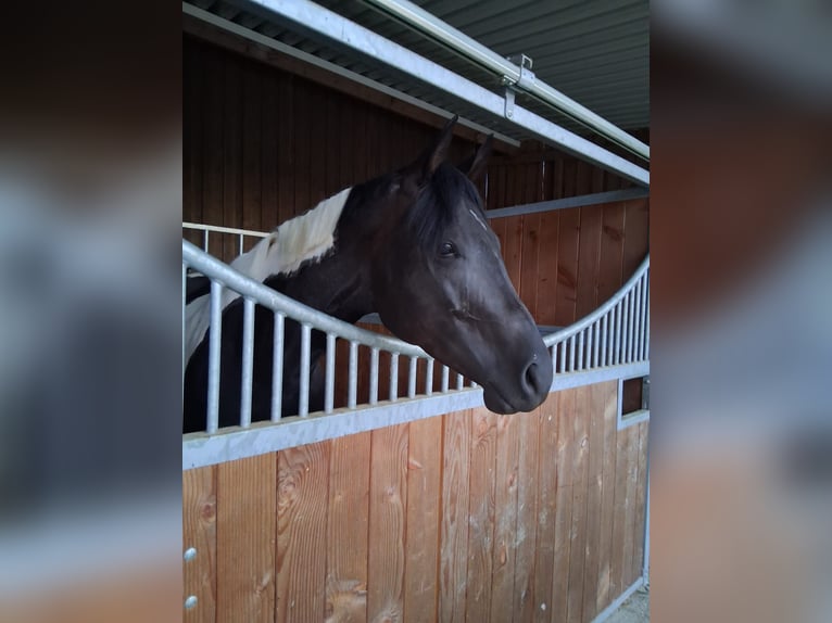 American Paint Horse Stute 4 Jahre 160 cm Tobiano-alle-Farben in Buch