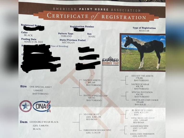American Paint Horse Stute 4 Jahre 160 cm Tobiano-alle-Farben in Buch