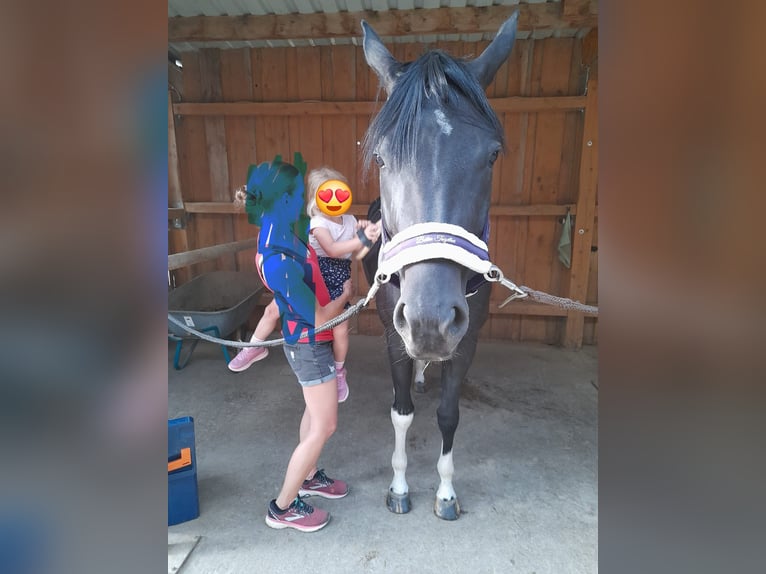 American Paint Horse Stute 4 Jahre 160 cm Tobiano-alle-Farben in Buch