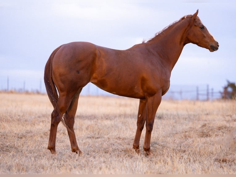 American Paint Horse Stute 4 Jahre 170 cm Rotfuchs in Edmond