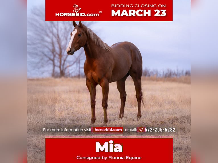 American Paint Horse Stute 4 Jahre 170 cm Rotfuchs in Edmond