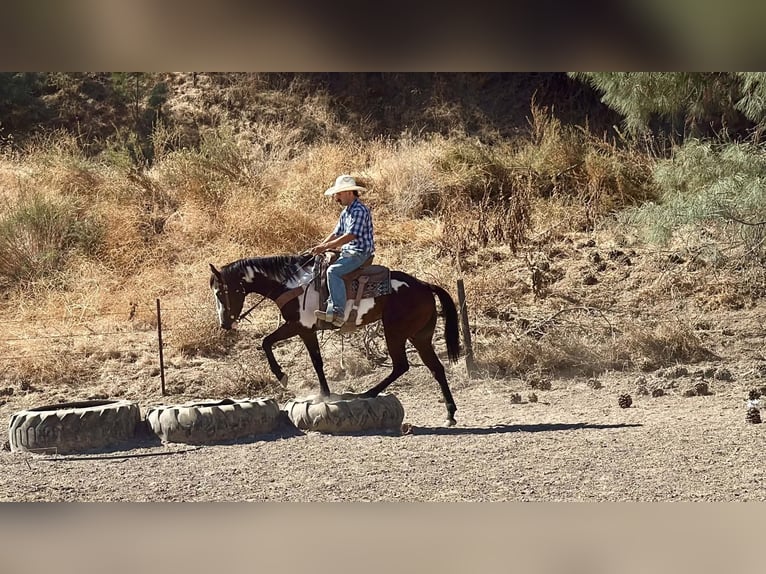 American Paint Horse Stute 4 Jahre Overo-alle-Farben in Tres Pinos