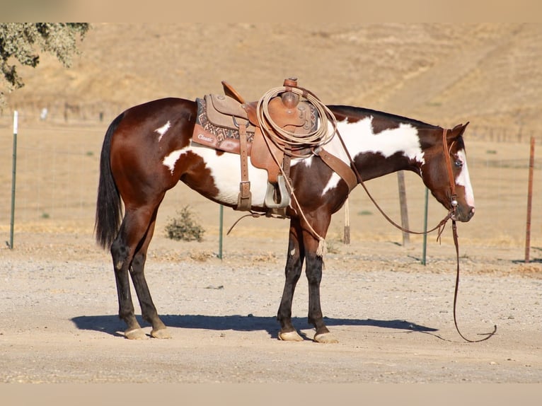 American Paint Horse Stute 4 Jahre Overo-alle-Farben in Tres Pinos