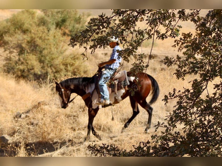 American Paint Horse Stute 4 Jahre Overo-alle-Farben in Tres Pinos