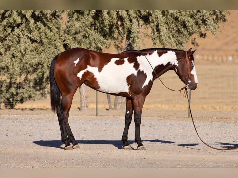 American Paint Horse Stute 4 Jahre Overo-alle-Farben in Tres Pinos