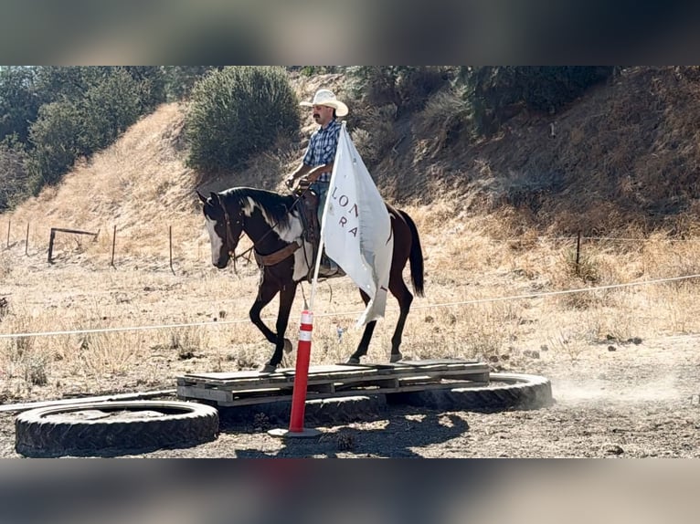 American Paint Horse Stute 4 Jahre Overo-alle-Farben in Tres Pinos