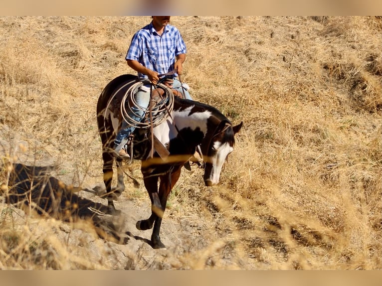 American Paint Horse Stute 4 Jahre Overo-alle-Farben in Tres Pinos