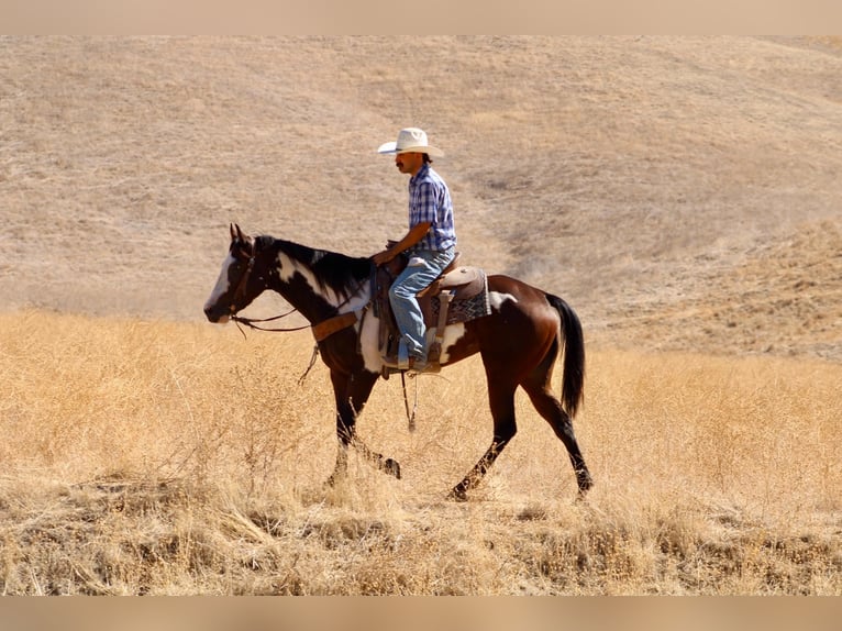 American Paint Horse Stute 4 Jahre Overo-alle-Farben in Tres Pinos