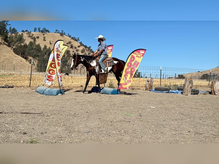 American Paint Horse Stute 4 Jahre Overo-alle-Farben in Tres Pinos
