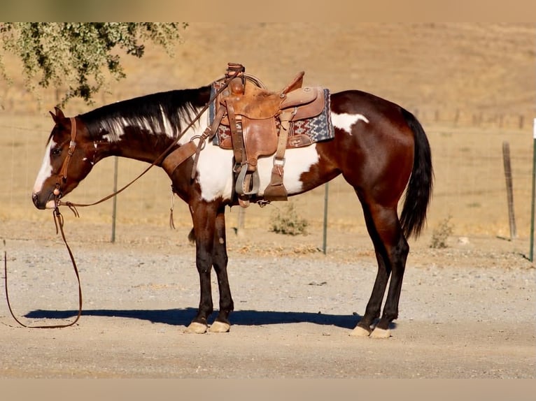 American Paint Horse Stute 4 Jahre Overo-alle-Farben in Tres Pinos